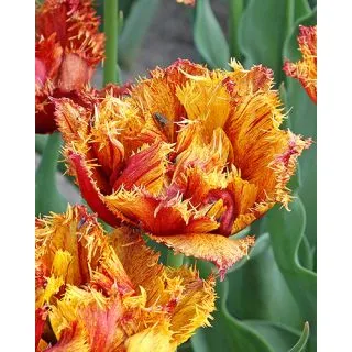 Compra TULIPÁN BASTIA (100 Unid.). en la tienda online Fito Agrícola