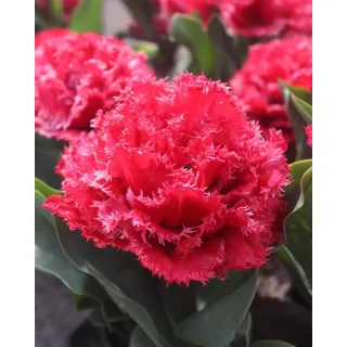 Compra TULIPÁN BENDIGO (100 Unid.). en la tienda online Fito Agrícola