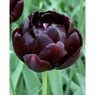 Compra TULIPÁN BLACK HERO (100 Unid.). en la tienda online Fito Agrícola