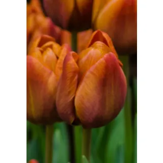 Compra TULIPÁN CAIRO (100 Unid.). en la tienda online Fito Agrícola