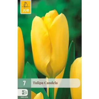 Compra TULIPÁN CANDELA en la tienda online Fito Agrícola