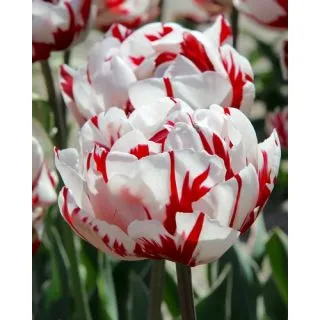 Compra TULIPÁN CARNAVAL DE NICE (100 Unid.). en la tienda online Fito Agrícola