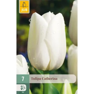 Compra TULIPÁN CATHERINA en la tienda online Fito Agrícola