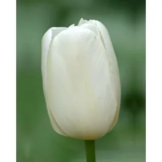 Compra TULIPÁN CATHERINA (100 Unid.). en la tienda online Fito Agrícola