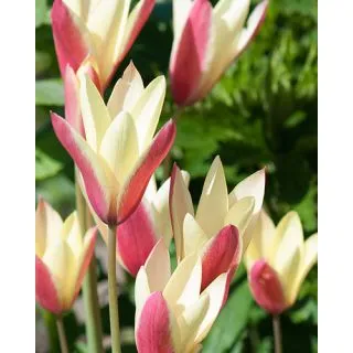 Compra TULIPÁN CLUSIANA CYNTHIA (100 Unid.). en la tienda online Fito Agrícola