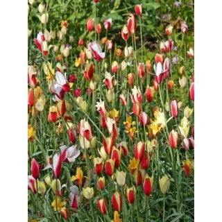Compra TULIPÁN CLUSIANA MIX (100 Unid.). en la tienda online Fito Agrícola