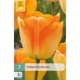 Compra TULIPÁN DAYDREAM en la tienda online Fito Agrícola