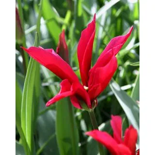 Compra TULIPÁN DOLL'S MINUET (100 Unid.). en la tienda online Fito Agrícola