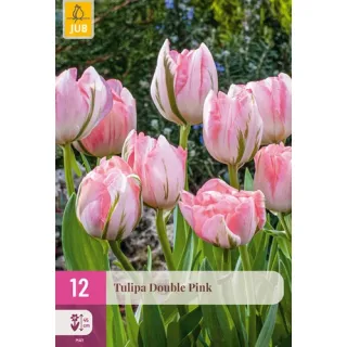 Compra TULIPÁN DOUBLE PINK XXL en la tienda online Fito Agrícola
