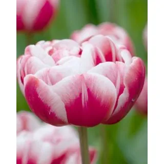 Compra TULIPÁN DRUMLINE (100 Unid.). en la tienda online Fito Agrícola