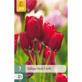 Compra TULIPÁN FIERY CLUB en la tienda online Fito Agrícola