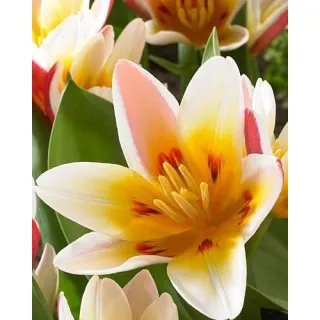 Compra TULIPÁN FLORESTA en la tienda online Fito Agrícola