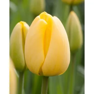 Compra TULIPÁN GOLDEN APELDOORN (100 Unid.). en la tienda online Fito Agrícola