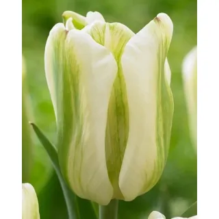 Compra TULIPÁN GREEN SPIRIT en la tienda online Fito Agrícola