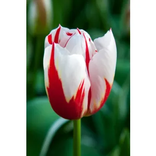 Compra TULIPÁN HAPPY GENERATION (100 Unid.). en la tienda online Fito Agrícola