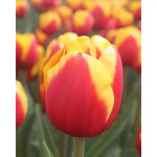 Compra TULIPÁN JUMPSHOT (100 Unid.). en la tienda online Fito Agrícola