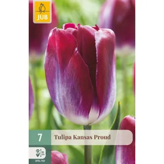 Compra TULIPÁN KANSAS PROUD en la tienda online Fito Agrícola
