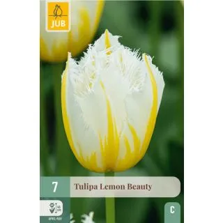Compra TULIPÁN LEMON BEAUTY en la tienda online Fito Agrícola