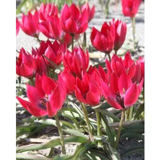 Compra TULIPÁN LITTLE BEAUTY (100 Unid.). en la tienda online Fito Agrícola