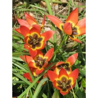 Compra TULIPÁN LITTLE PRINCESS (100 Unid.). en la tienda online Fito Agrícola