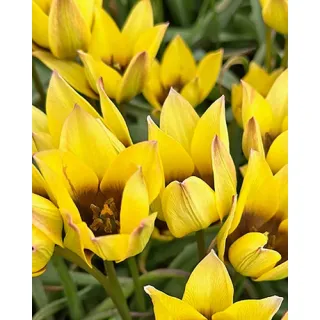 Compra TULIPÁN LUCCA en la tienda online Fito Agrícola