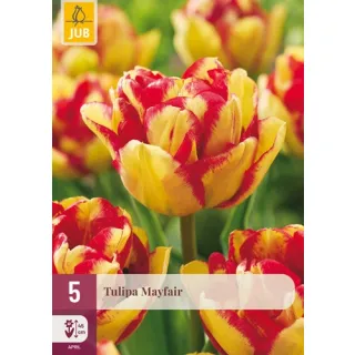 Compra TULIPÁN MAYFAIR en la tienda online Fito Agrícola