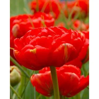 Compra TULIPÁN MIRANDA (100 Unid.) en la tienda online Fito Agrícola