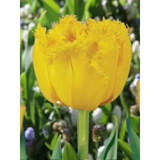 Compra TULIPÁN MON AMOUR (100 Unid.). en la tienda online Fito Agrícola