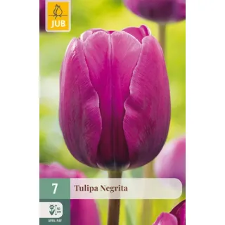 Compra TULIPÁN NEGRITA en la tienda online Fito Agrícola