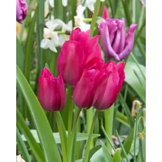 Compra TULIPÁN NIGHT CLUB (100 Unid.). en la tienda online Fito Agrícola