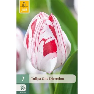 Compra TULIPÁN ONE DIRECTION en la tienda online Fito Agrícola