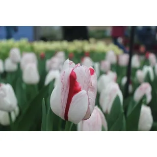 Compra TULIPÁN ONE DIRECTION (100 Unid.). en la tienda online Fito Agrícola