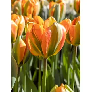 Compra TULIPÁN ORANGE MARMELADE (100 Unid.). en la tienda online Fito Agrícola