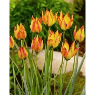 Compra TULIPÁN ORPHANIDEA FLAVA (100 Unid.). en la tienda online Fito Agrícola
