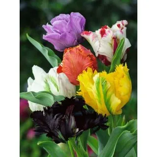 Compra TULIPÁN PARROT MIX (100 Unid.). en la tienda online Fito Agrícola
