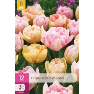 Compra TULIPÁN PEACHES & KISSES XXL en la tienda online Fito Agrícola