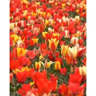 Compra TULIPÁN PEACOCK MIX (100 Unid.). en la tienda online Fito Agrícola