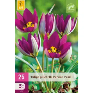 Compra TULIPÁN PULCHELLA PERSIAN PEARL XXL en la tienda online Fito Agrícola