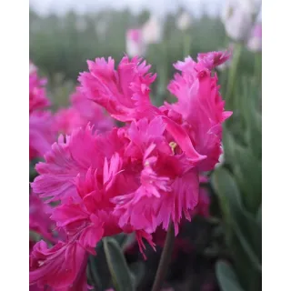 Compra TULIPÁN POWER PARROT en la tienda online Fito Agrícola