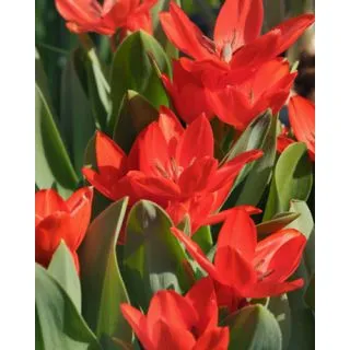 Compra TULIPÁN PRAESTANS ZWANENBURG VARIETY (100 Unid.). en la tienda online Fito Agrícola