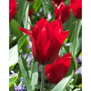 Compra TULIPÁN PRETTY WOMAN (100 Unid.). en la tienda online Fito Agrícola