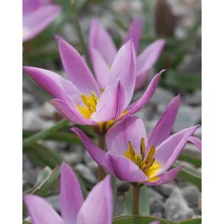 Compra TULIPÁN PULCHELLA HUMILIS (100 Unid.). en la tienda online Fito Agrícola