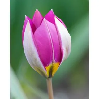 Compra TULIPÁN PULCHELLA PERSIAN PEARL (100 Unid.). en la tienda online Fito Agrícola