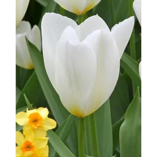 Compra TULIPÁN PURISSIMA (100 Unid.). en la tienda online Fito Agrícola