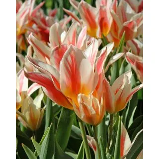 Compra TULIPÁN QUEBEC (100 Unid.). en la tienda online Fito Agrícola