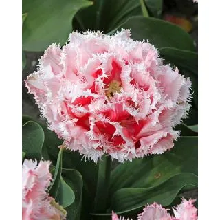 Compra TULIPÁN QUEENSLAND (100 Unid.). en la tienda online Fito Agrícola