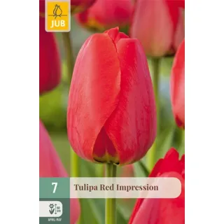 Compra TULIPÁN RED IMPRESSION en la tienda online Fito Agrícola