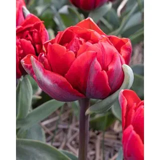 Compra TULIPÁN RED PRINCESS (100 Unid.). en la tienda online Fito Agrícola