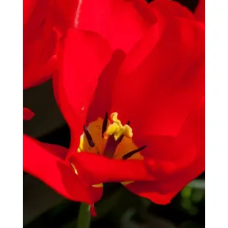 Compra TULIPÁN RED PURISSIMA (100 Unid.). en la tienda online Fito Agrícola