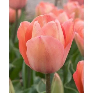 Compra TULIPÁN SALMON VAN EIJK (100 Unid.). en la tienda online Fito Agrícola